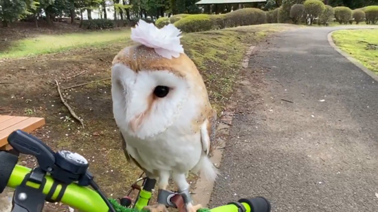 桜を乗せたミコトさん