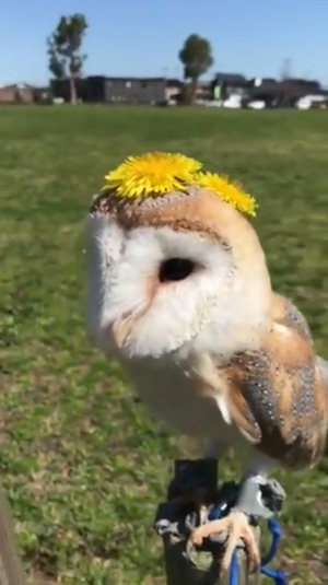 たんぽぽを乗せたミコトさん