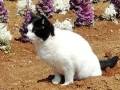 いい肥料になるといいニャ　飼い主さんの花壇でマイペースな振る舞いを見せるネコちゃん