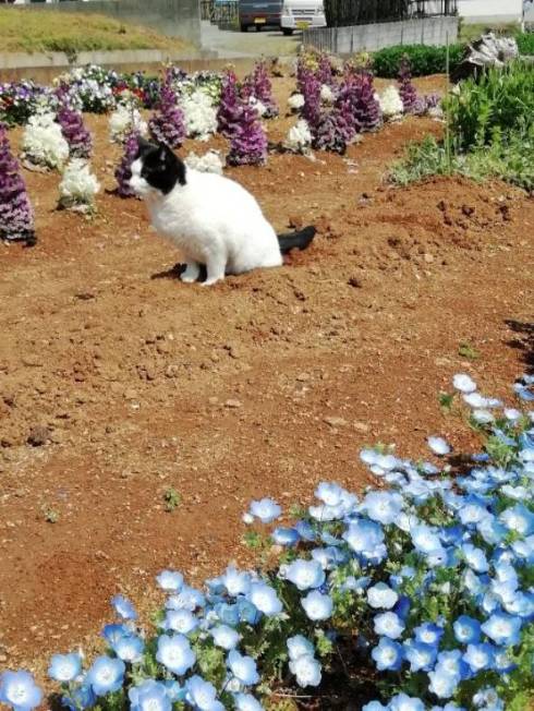 花壇 ネコ ヌンヌン