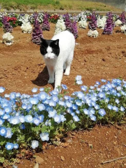 花壇 ネコ ヌンヌン