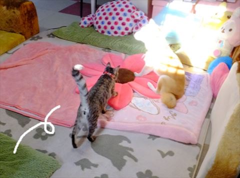 猫