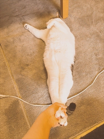 ココニャさんちの猫ちゃんたち