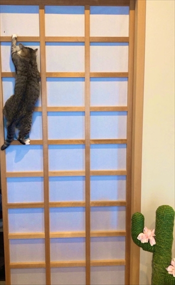 ココニャさんちの猫ちゃんたち
