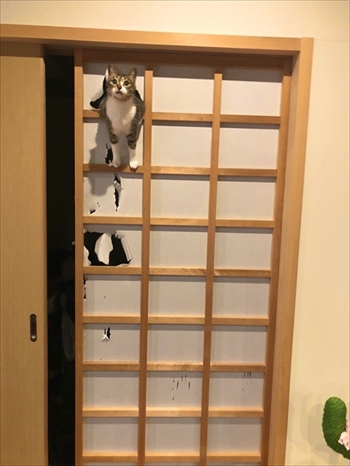 ココニャさんちの猫ちゃんたち