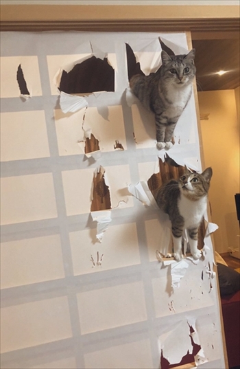 ココニャさんちの猫ちゃんたち