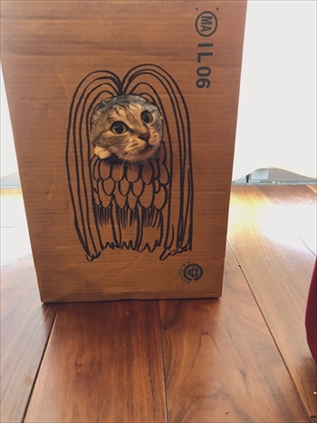 ココニャさんちの猫ちゃんたち