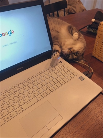 ココニャさんちの猫ちゃんたち