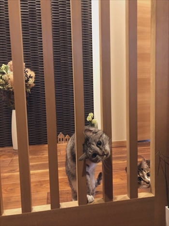 ココニャさんちの猫ちゃんたち