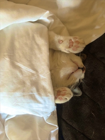 ココニャさんちの猫ちゃんたち