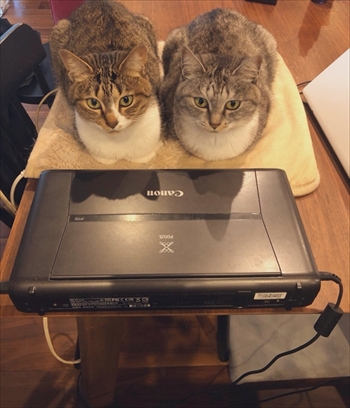 ココニャさんちの猫ちゃんたち