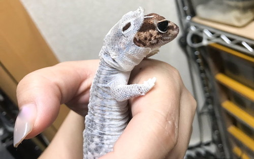 トカゲモドキ脱皮