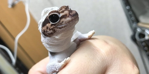 脱皮するトカゲがかわいい