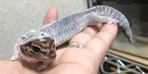 脱皮するトカゲがかわいい