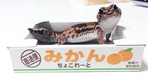 脱皮するトカゲがかわいい
