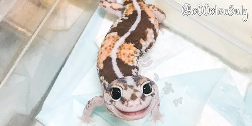 脱皮するトカゲがかわいい
