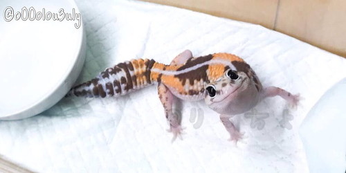 脱皮するトカゲがかわいい
