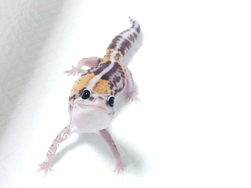 脱皮するトカゲがかわいい