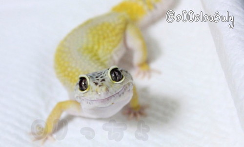 脱皮するトカゲがかわいい