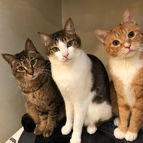 洗濯機の上の3匹