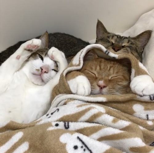 猫ブランケット