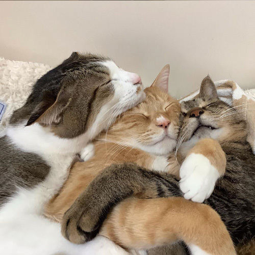 抱き合って眠る3匹