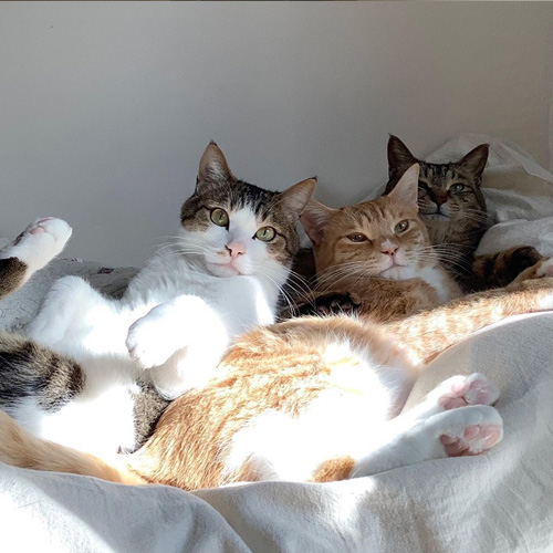 日差しを浴びる3匹