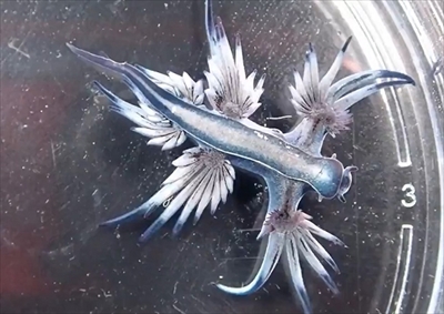 ポケモンみたいな生き物