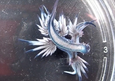 ポケモンみたいな生き物