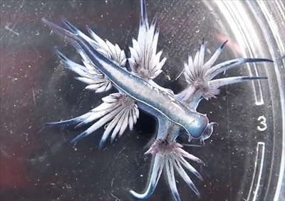 ポケモンみたいな生き物