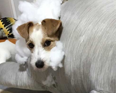 クッション ぬいぐるみ ボロボロ 破壊 ワンコ 犬 ジャックラッセルテリア