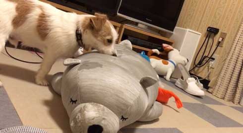 クッション ぬいぐるみ ボロボロ 破壊 ワンコ 犬 ジャックラッセルテリア