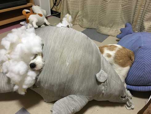 クッション ぬいぐるみ ボロボロ 破壊 ワンコ 犬 ジャックラッセルテリア