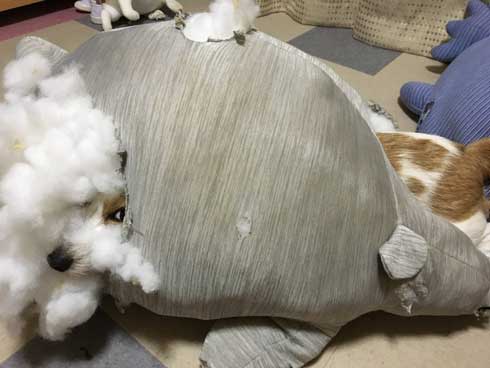 クッション ぬいぐるみ ボロボロ 破壊 ワンコ 犬 ジャックラッセルテリア