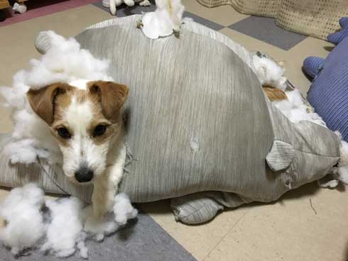 クッション ぬいぐるみ ボロボロ 破壊 ワンコ 犬 ジャックラッセルテリア