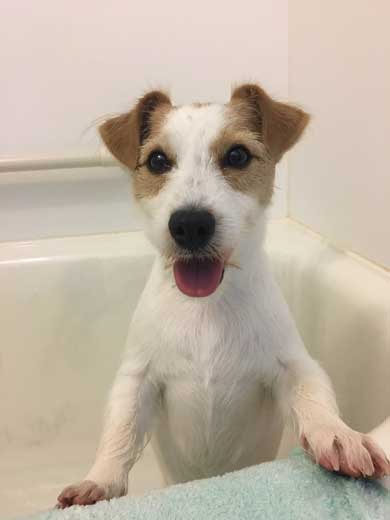 クッション ぬいぐるみ ボロボロ 破壊 ワンコ 犬 ジャックラッセルテリア