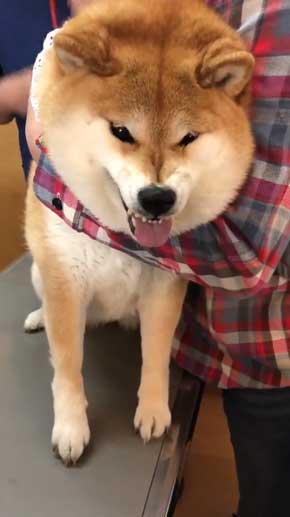 柴犬 ハナ 痛そうなお顔 注射前 心臓の音聞いてるだけ 反応 怖がる