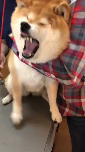 柴犬 ハナ 痛そうなお顔 注射前 心臓の音聞いてるだけ 反応 怖がる