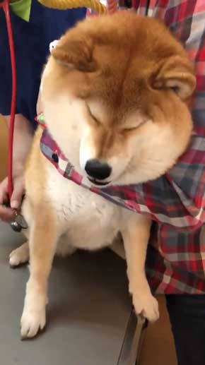 柴犬 ハナ 痛そうなお顔 注射前 心臓の音聞いてるだけ 反応 怖がる