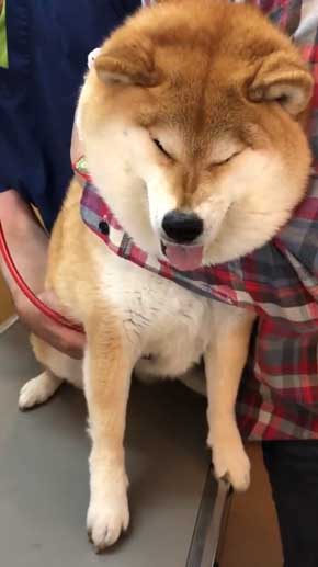柴犬 ハナ 痛そうなお顔 注射前 心臓の音聞いてるだけ 反応 怖がる