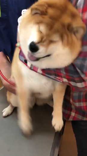 柴犬 ハナ 痛そうなお顔 注射前 心臓の音聞いてるだけ 反応 怖がる