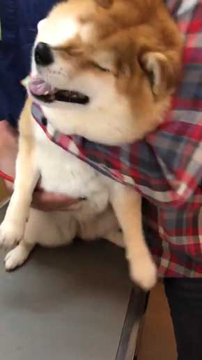 柴犬 ハナ 痛そうなお顔 注射前 心臓の音聞いてるだけ 反応 怖がる