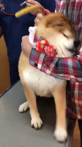 柴犬 ハナ 痛そうなお顔 注射前 心臓の音聞いてるだけ 反応 怖がる