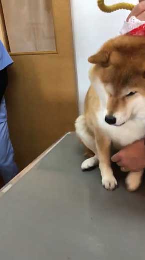 柴犬 ハナ 痛そうなお顔 注射前 心臓の音聞いてるだけ 反応 怖がる