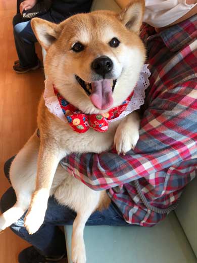 柴犬 ハナ 痛そうなお顔 注射前 心臓の音聞いてるだけ 反応 怖がる