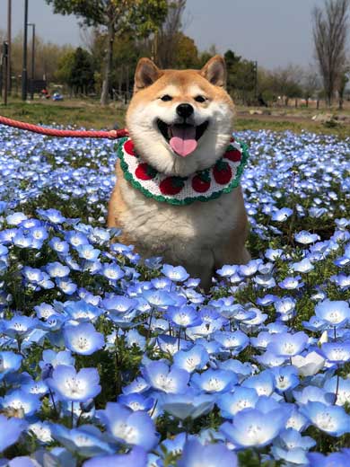 柴犬 ハナ 痛そうなお顔 注射前 心臓の音聞いてるだけ 反応 怖がる
