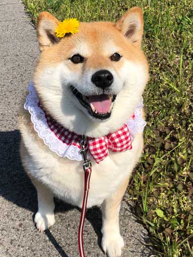柴犬 ハナ 痛そうなお顔 注射前 心臓の音聞いてるだけ 反応 怖がる