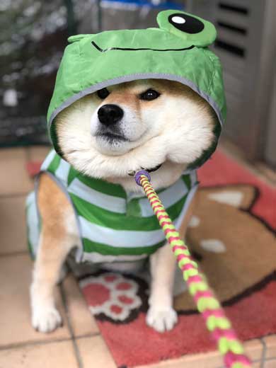 柴犬 ハナ 痛そうなお顔 注射前 心臓の音聞いてるだけ 反応 怖がる