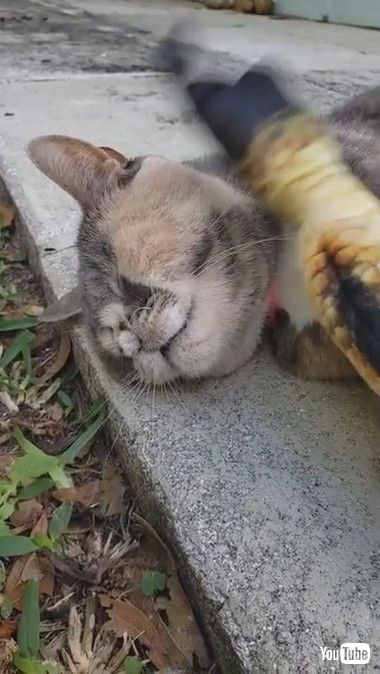 ペチペチにゃんこ