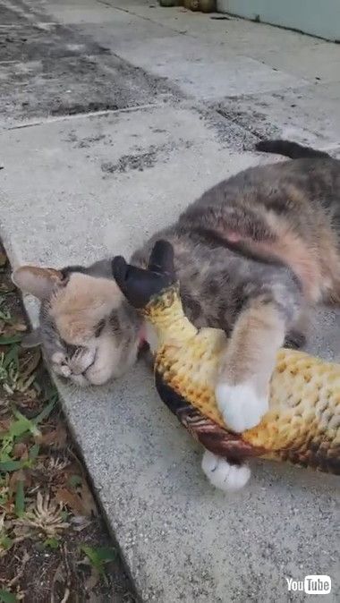 ペチペチにゃんこ